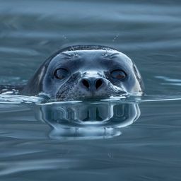 Website preview
